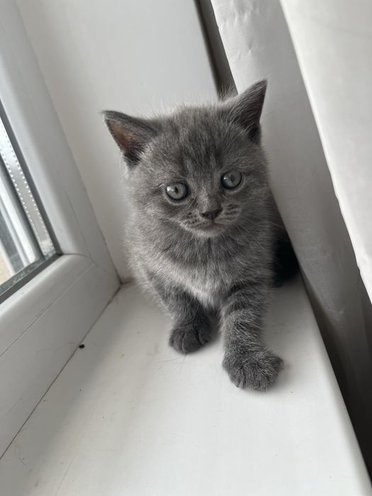 Британско котенце