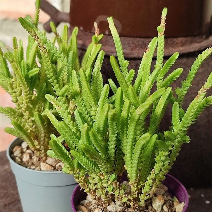 Крассула мускоза (Crassula muscosa)