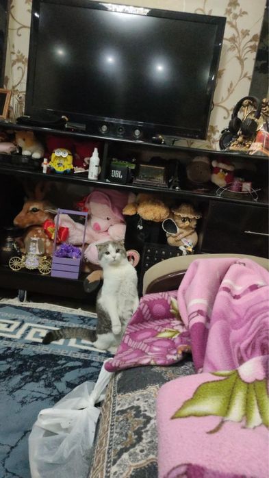 Пристраиваю кошек в добрые руки Бухара