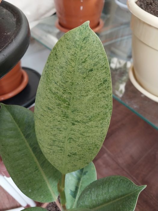 Фикус шривериана