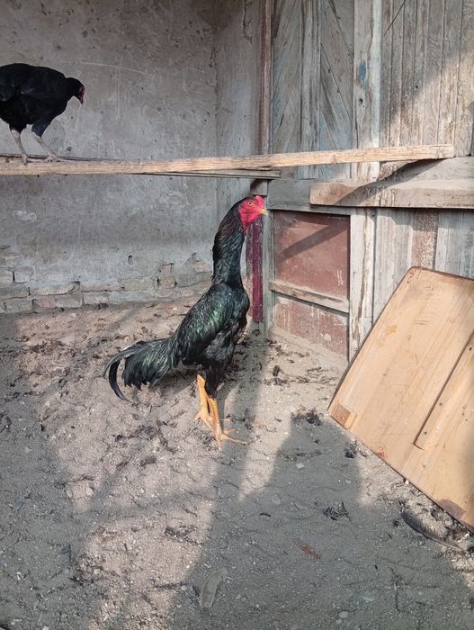 Тухум сотилади.. жожалар бор.