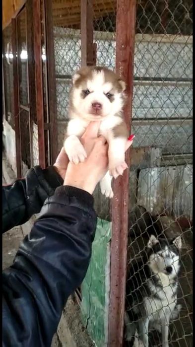 шоколадная девочка хаски голубоглазая