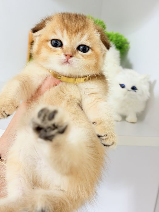 Котята чистокровные