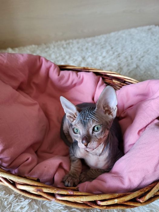 Котятки Донские Сфинксы.