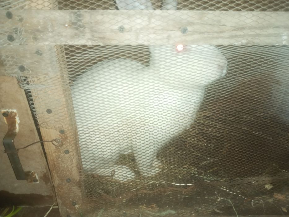 Hikol quyon 8ta urgochi 1 erkak bonus