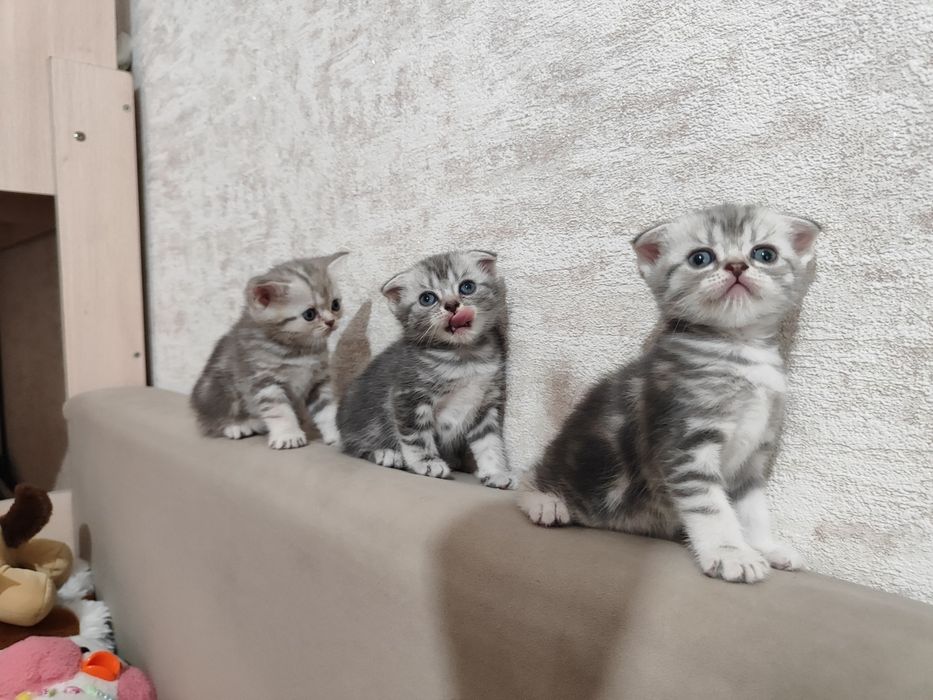 Скоттиш Страйт и Скоттиш Фолд