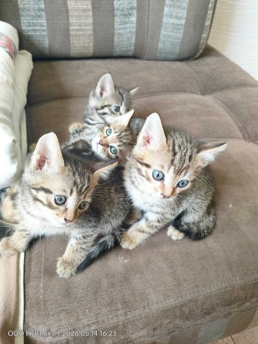 Котята умные красивые