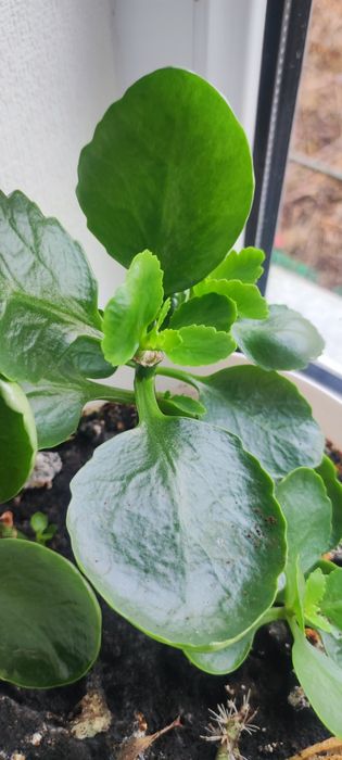 Продам отростки каланхоэ микс