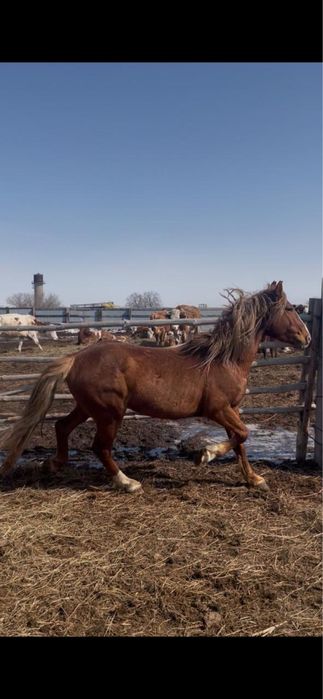 Продам жеребца.