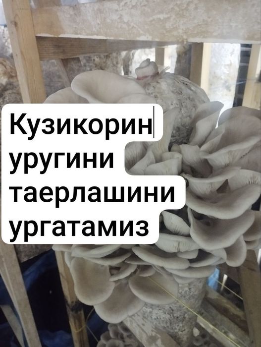 Кузикорин уругини сотамиз ва таерлашини ургатамиз