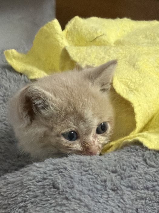 котенок  кошка котенок