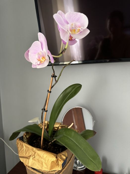 Продам Орхидеи комнатные цветы