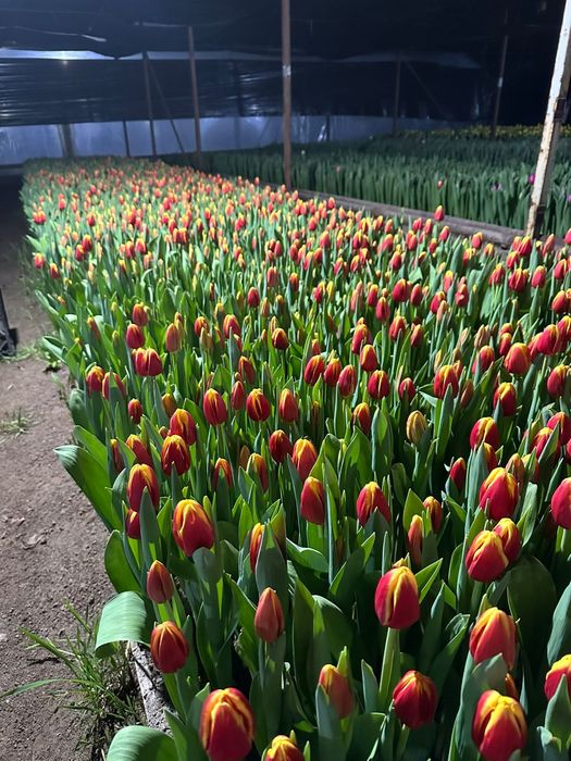 Тюльпаны на 8 марта