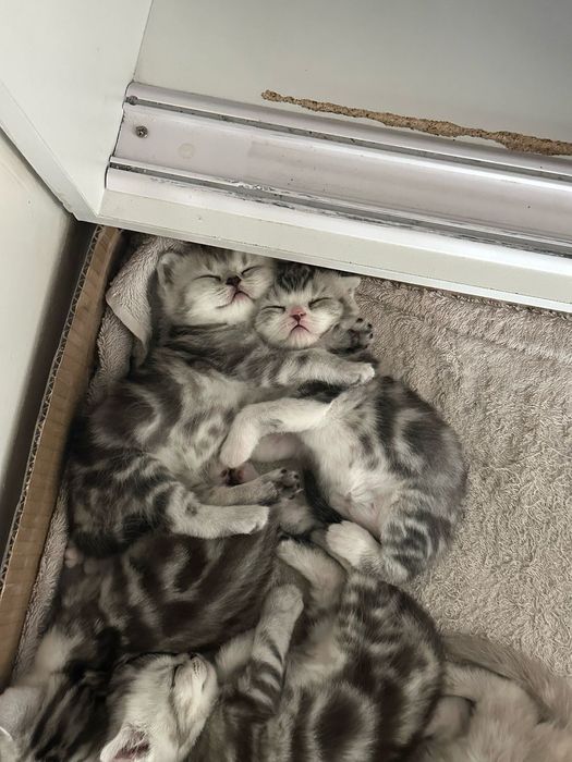 Вязка Скоттиш страйт