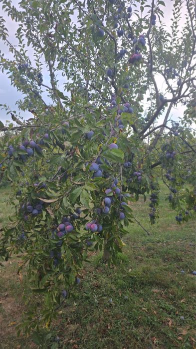 Vand Prune Anaspet