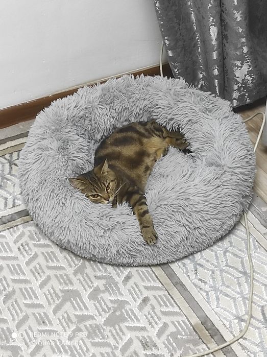 Британская кошка