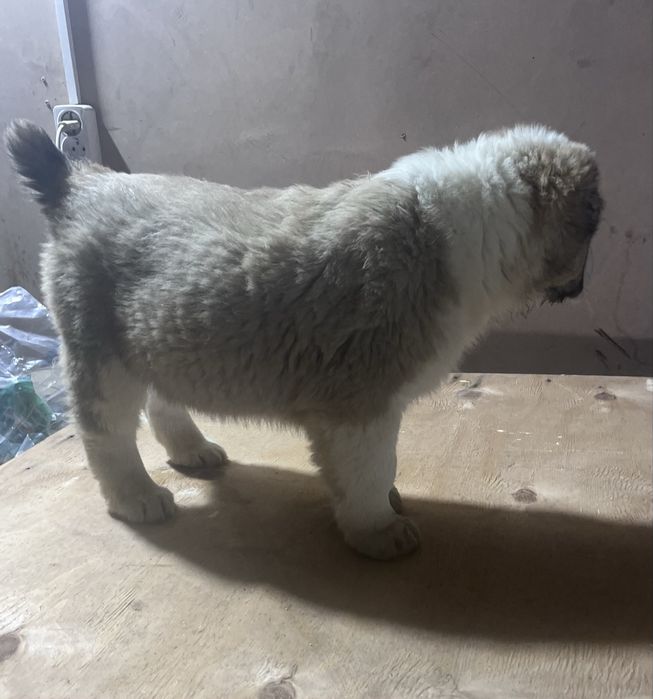 Продаются щенки среднеазиатская овчарка