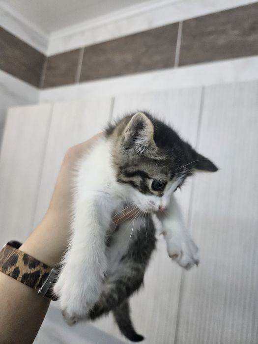 Котята девочки в добрые руки