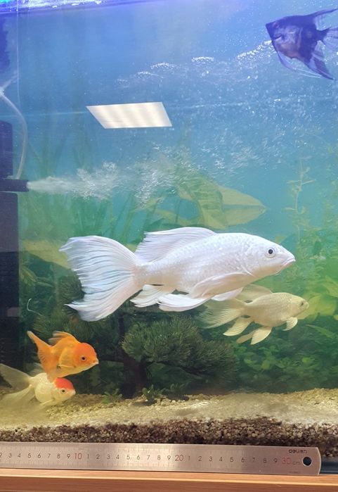 Baliq akvarium 250ming sum