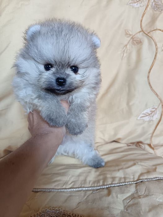 Шпицы мальчики и девочки