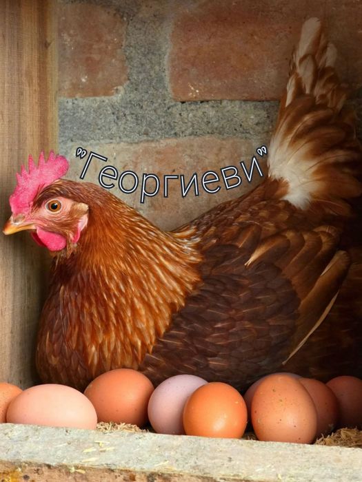 Продавам кокошки носачки ломан браун