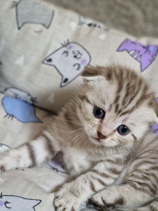 Продам шотланских котят