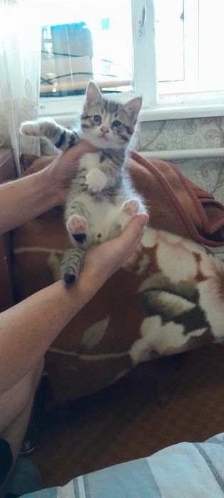 Отдам котят даром в добрые руки