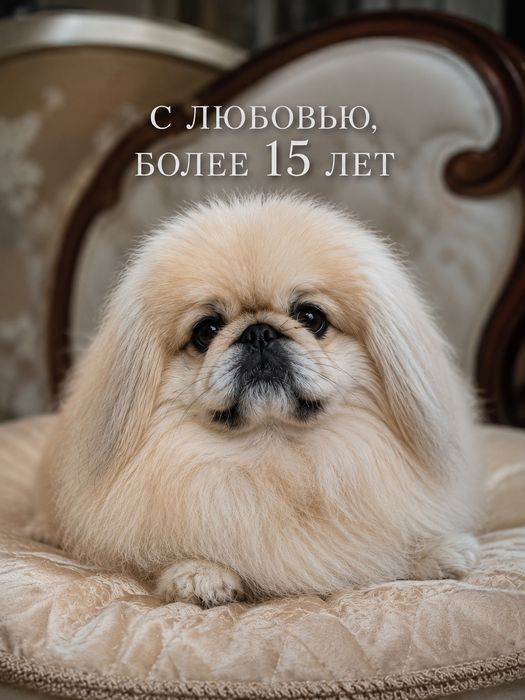 Супер пекинес девочка