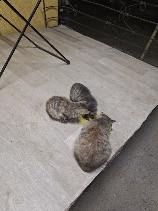 Миленькие котята