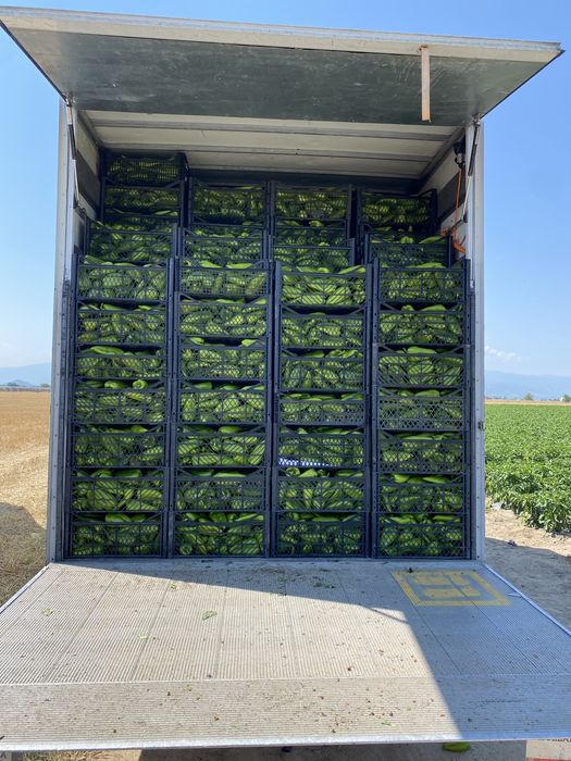 Пипер Капия Големи количества!