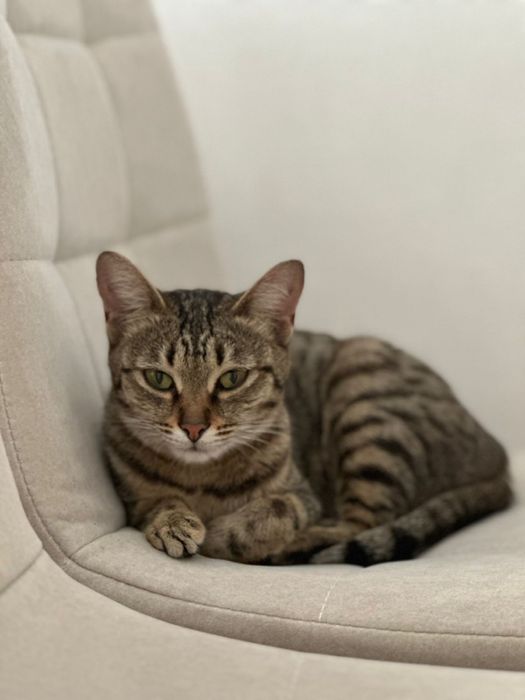 Отдам кошку с котятами