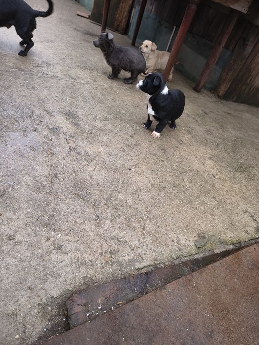 Donez pui de catel talie mica