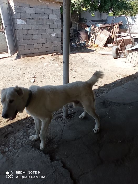 Алабай полтора лет