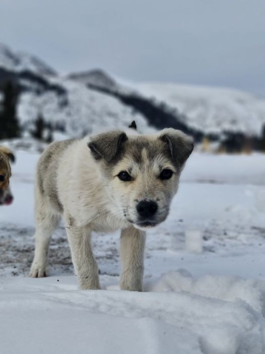 Щенок в добрые руки