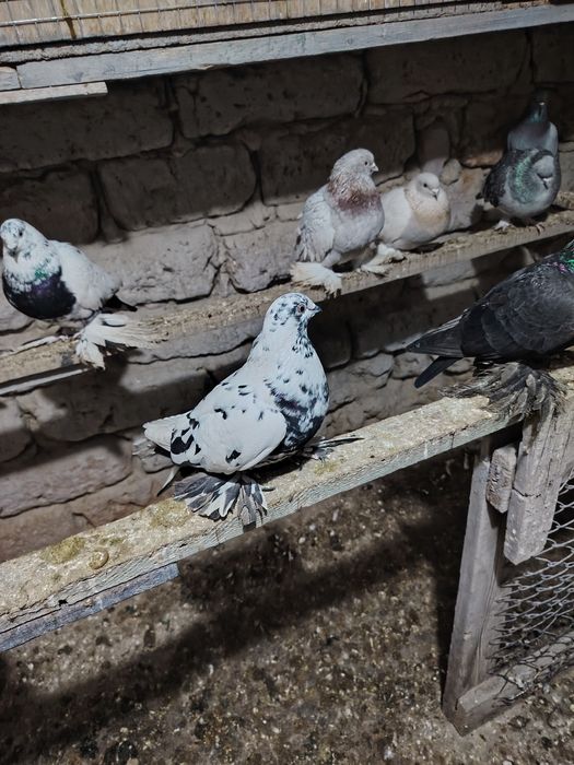 Голубка Аксоч молодая