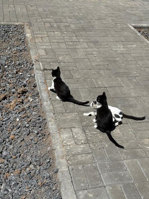 Ласковые хорошие котята