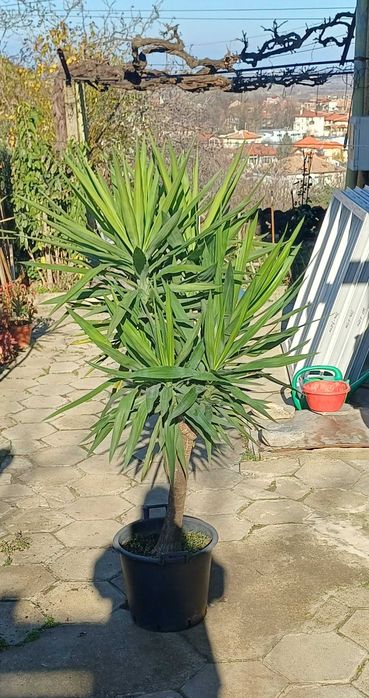 Палма ЮКА 30 годишна