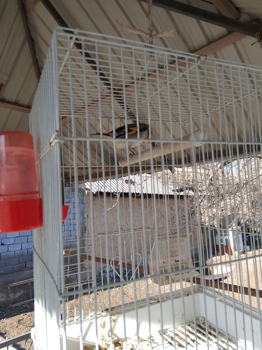 Продаётся  Пепил шегол