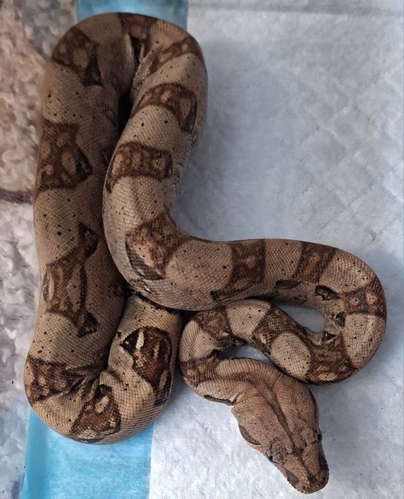 Императорский удав