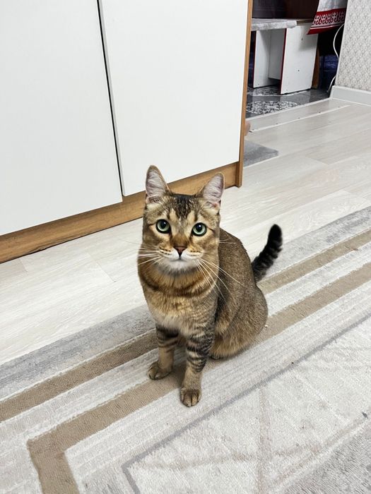 Абиссинский котик в добрые руки