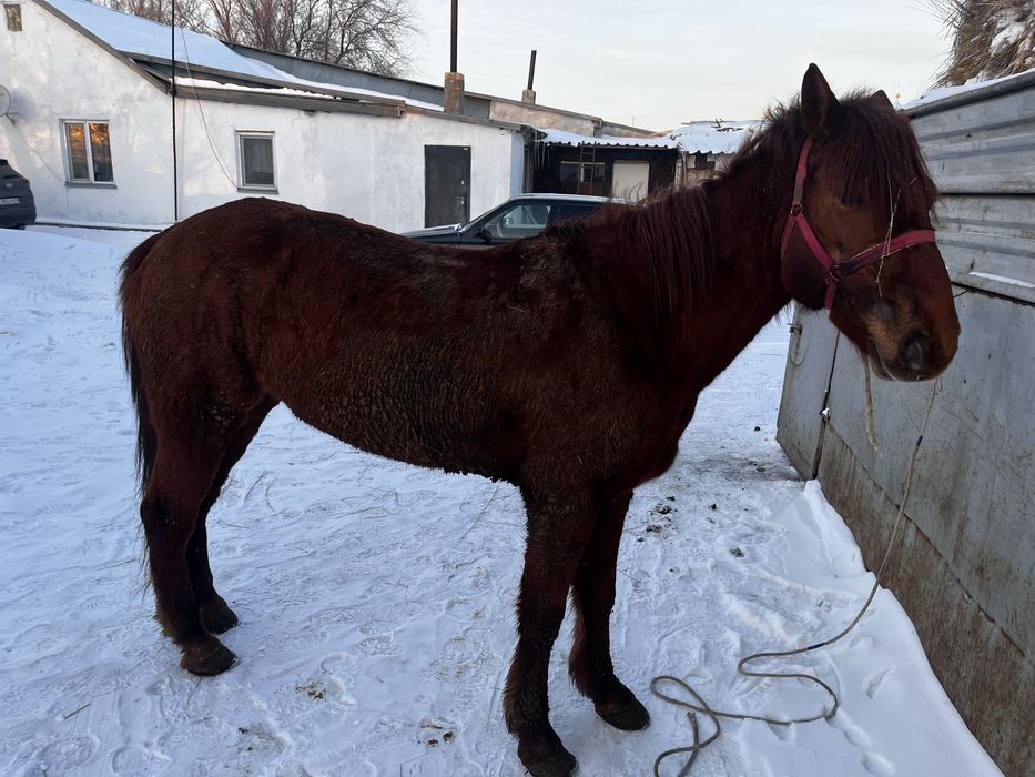 Продаётся лошадь мерин