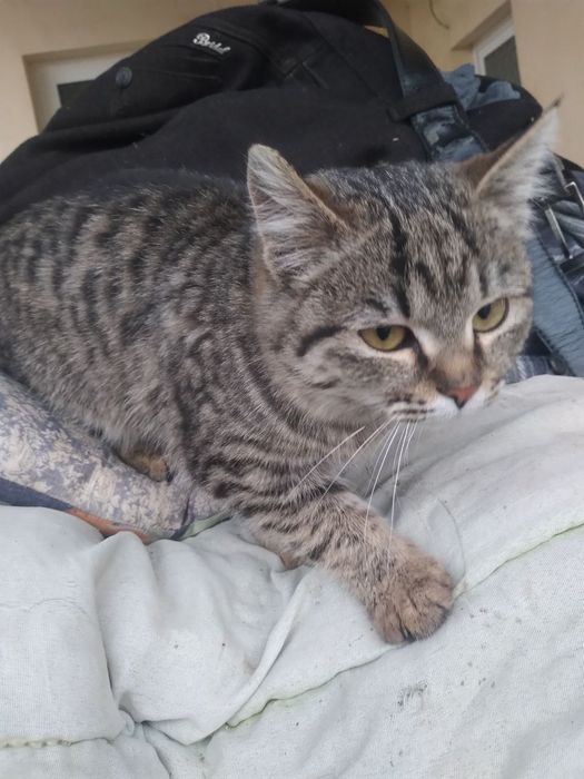 Отдам котёнка в хорошие руки девочка