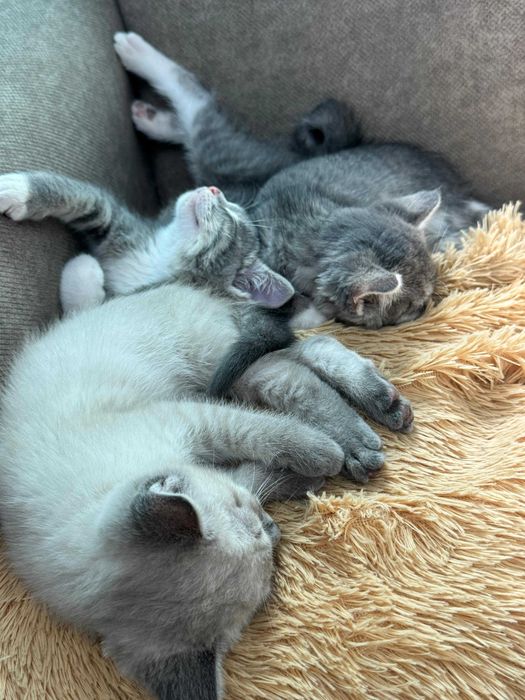 Котята в добрые руки!