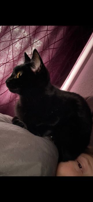 Отдам кошек в добрые руки!