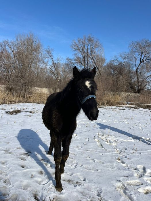 Продам жабағы 265000