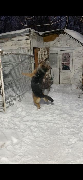 Вязка немецкая овчарка кабель.