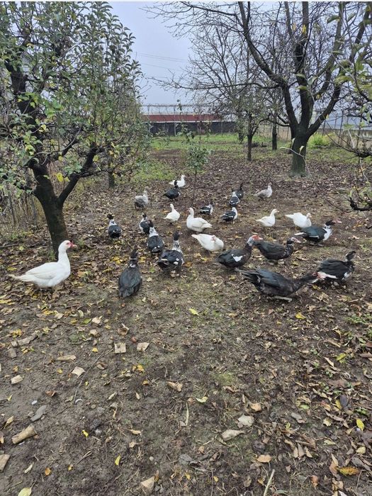 Rațe leșești mute