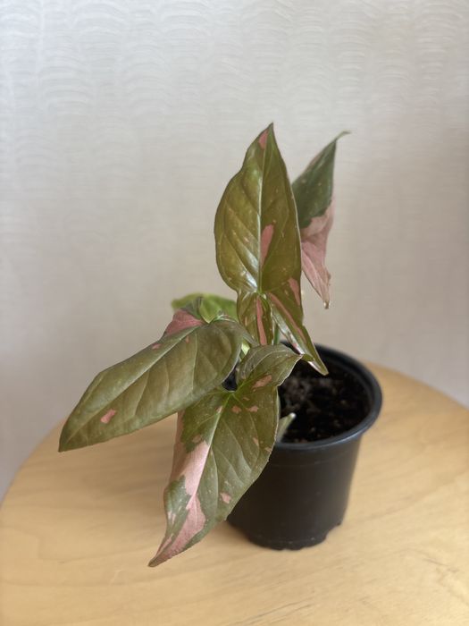 Продам комнатные цветы