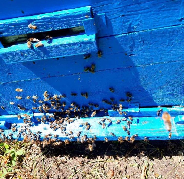 Продам мед со своей пасеки