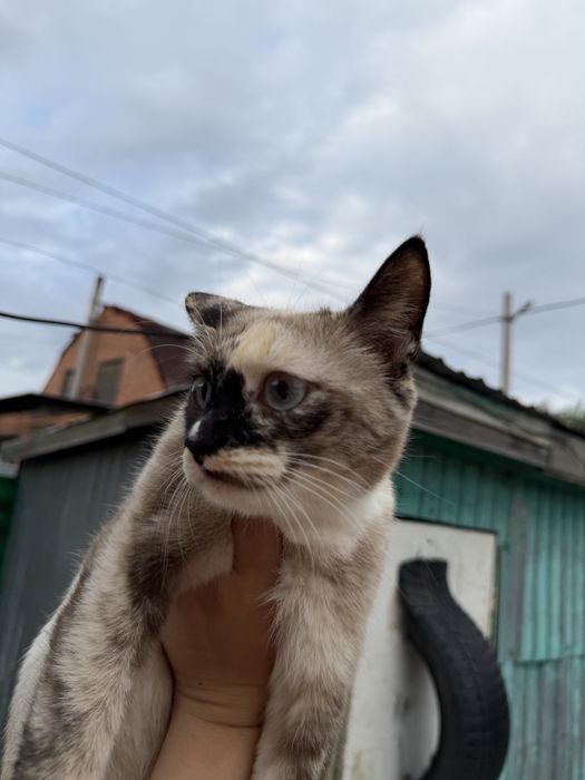 Отдам домашнюю кошку Белку. 1.5 года